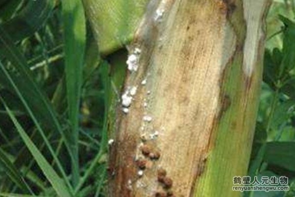 2022玉米價格竟然。。。