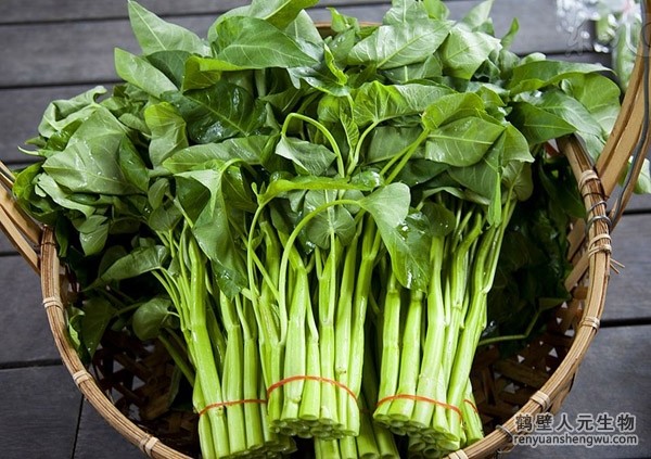 如何識別、防治空心菜白銹病