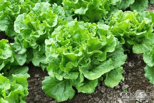 生菜增施有機肥