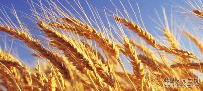 春季小麥種植技巧 春季小麥種植技巧