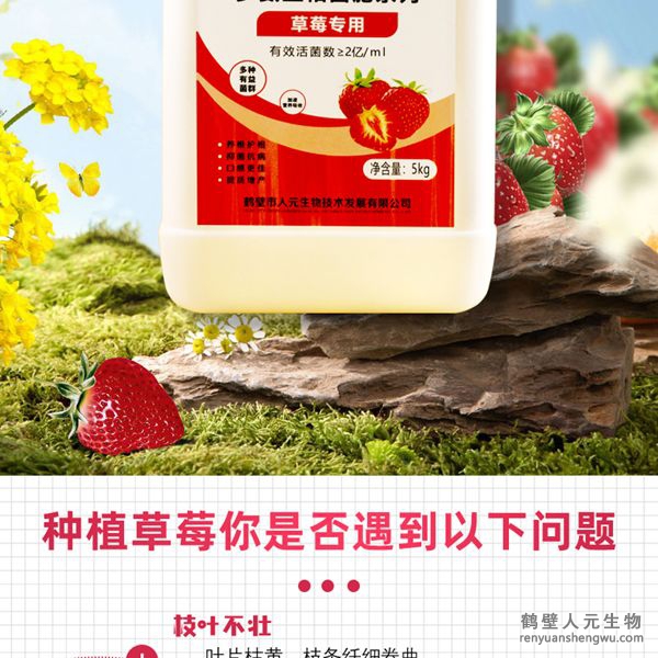 可有效增加根部須根數(shù)量，提高作物的附著能力；使作物主根粗壯、須根濃密，加速作物對養(yǎng)分的吸收；富含的有益菌具有固氮、解磷、解鉀功能，有效釋放土壤中的速效養(yǎng)分，提高肥料利用率，增加草莓產(chǎn)量，有助于增強草莓抗逆抗病能力，提高的坐果率，改善草莓口感、果型、果色、色澤、品質(zhì)等，同時，兼具