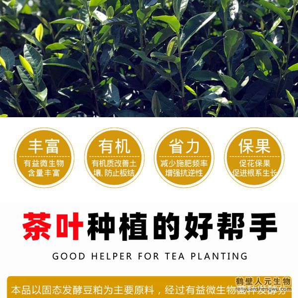 施用后迅速打破茶葉休眠，誘發(fā)茶樹(shù)酶系活力在早春低溫情況下新芽快速萌發(fā)，新梢發(fā)芽密度高從而提高樹(shù)自身生理、生化能力，促進(jìn)茶樹(shù)促進(jìn)茶樹(shù)根系發(fā)達(dá)和植株健壯，能提高茶樹(shù)光合速率和抗逆性；